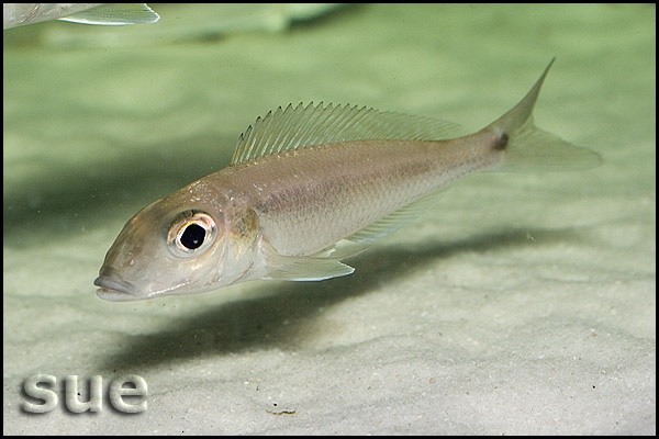 Grammatotria lemairii 'Katete'